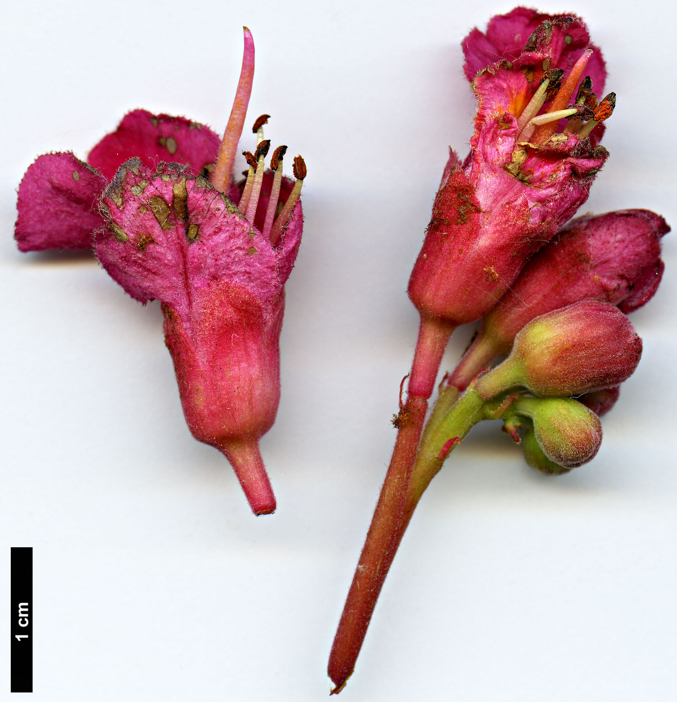 High resolution image: Family: Sapindaceae - Genus: Aesculus - Taxon: ×carnea (A.hippocastanum × A.pavia)